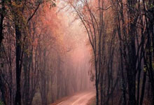 开云体育入口-帕尔梅拉斯锋线组合默契，世俱杯争冠实力凸显