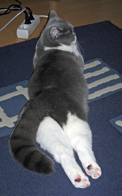 开云平台-收割者的凝视，若日尼奥如何用手术刀般的传球肢解哥斯达黎加