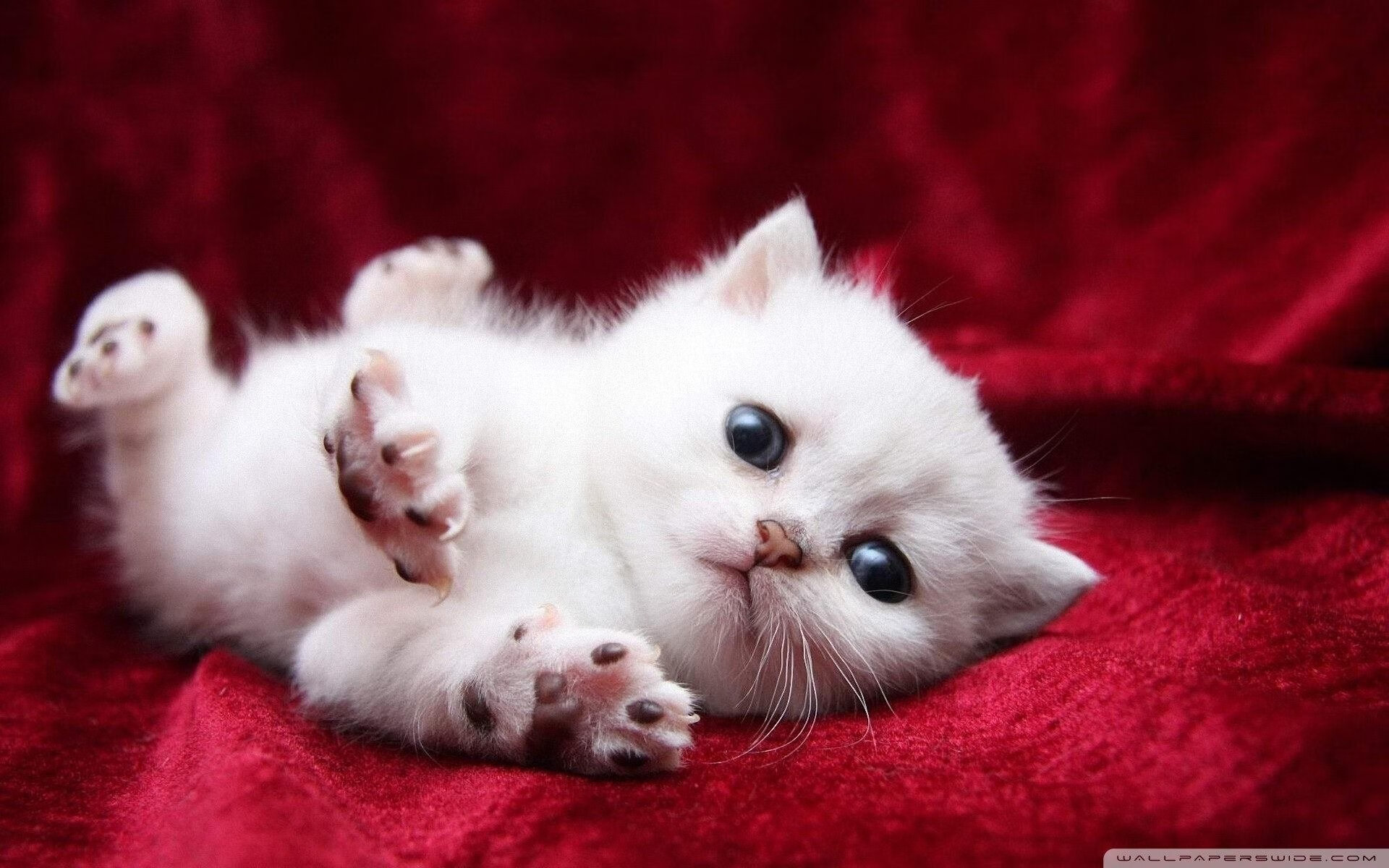 23次罚球!武切维奇绞肉机式打法撕开山西防线