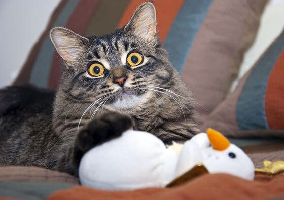 开云体育官网-巴尔韦德旧将闪耀哥本哈根！戈麦斯绝杀拯救巴萨，生死战创奇迹