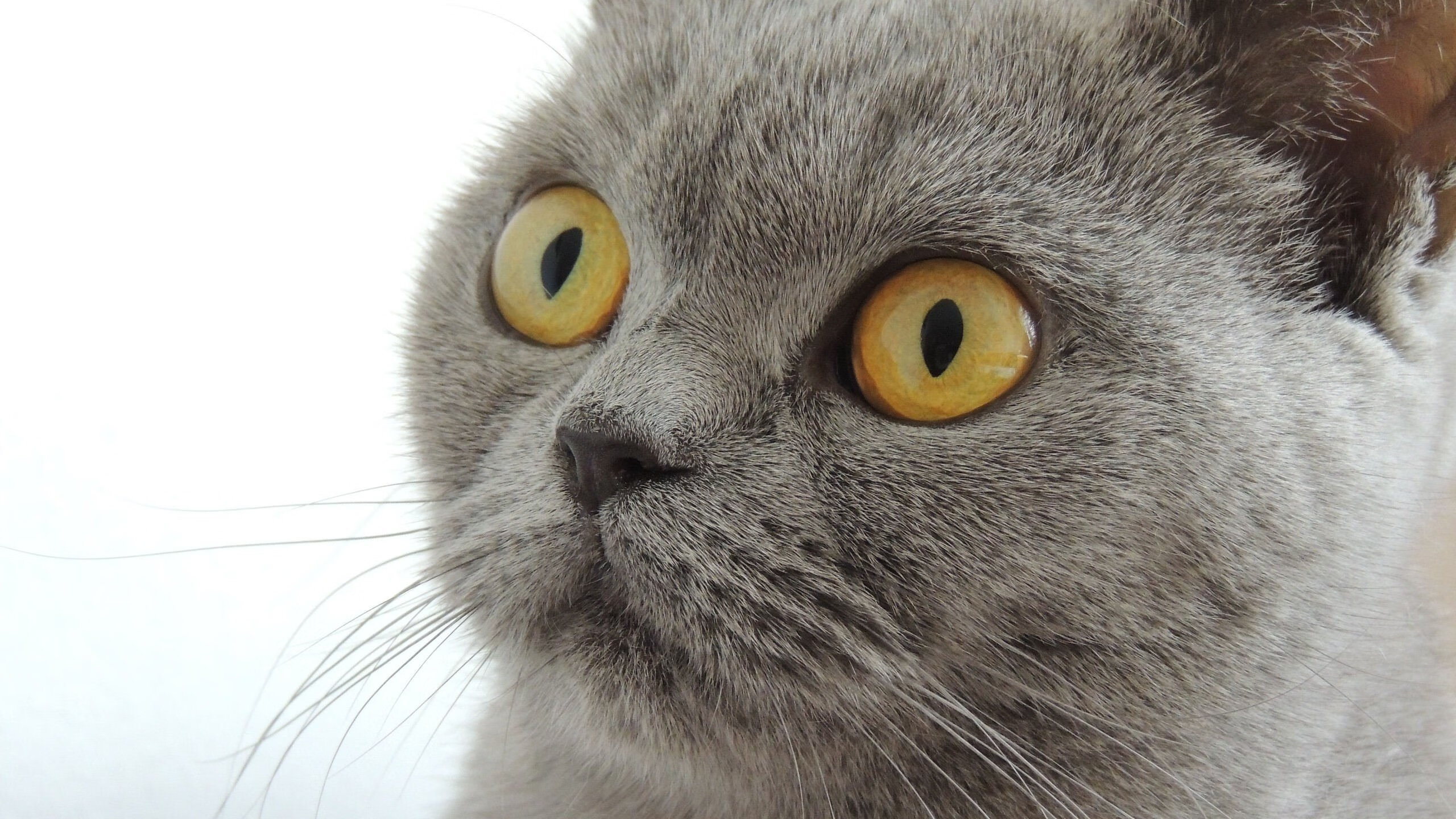 亚洲之光撕裂黑夜,孙兴慜抢七之夜刷新单赛季进球纪录