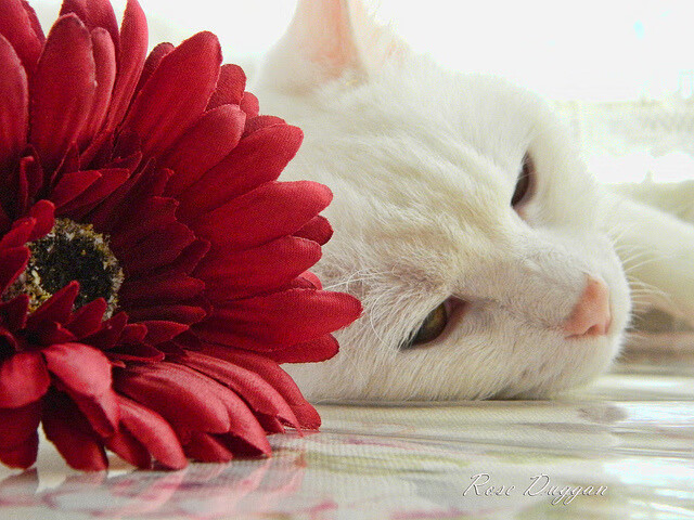 秘鲁力克哥斯达黎加，巴尔韦德闪耀成制胜关键