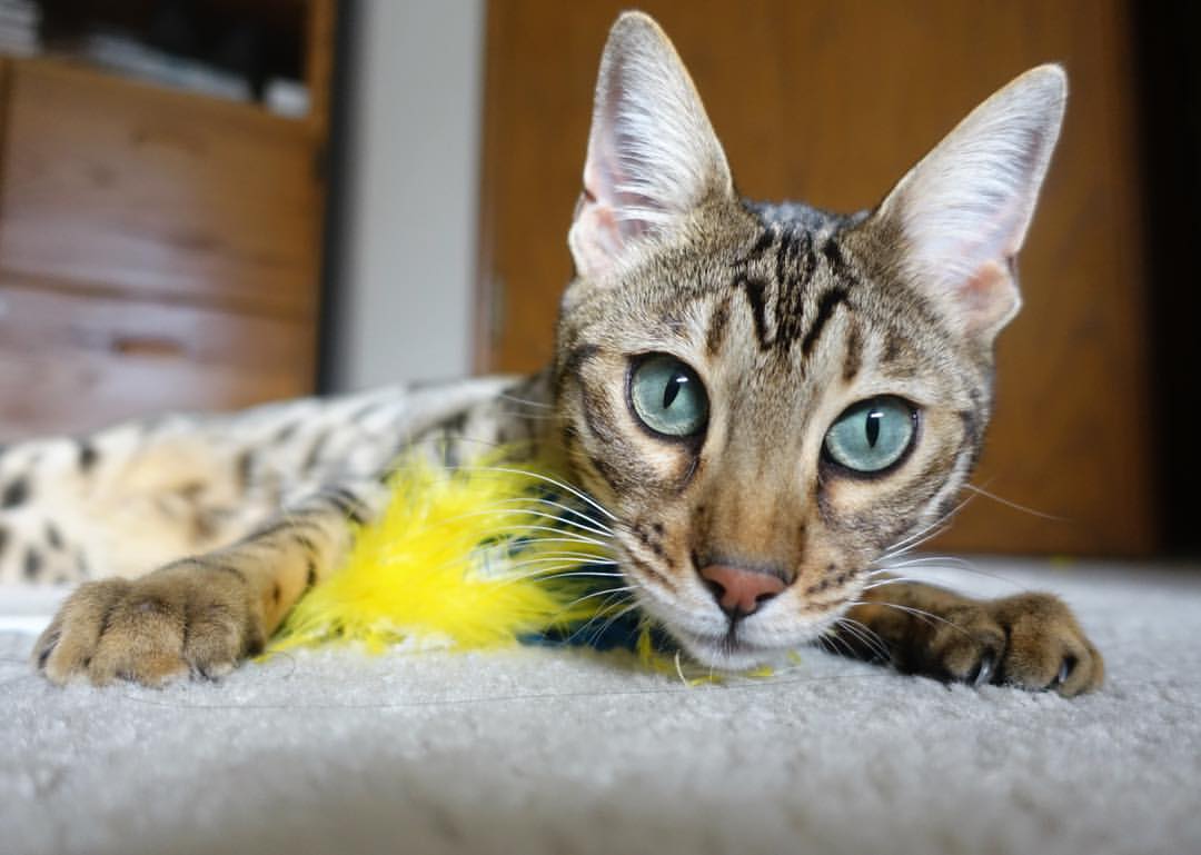 字母哥持续制造杀伤,吉林队关键战突围湖人—竞技体育的殊途同归