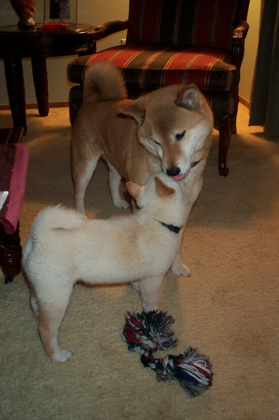 德甲争冠战之夜，范弗利特的篮球智慧如何点燃足球圣殿