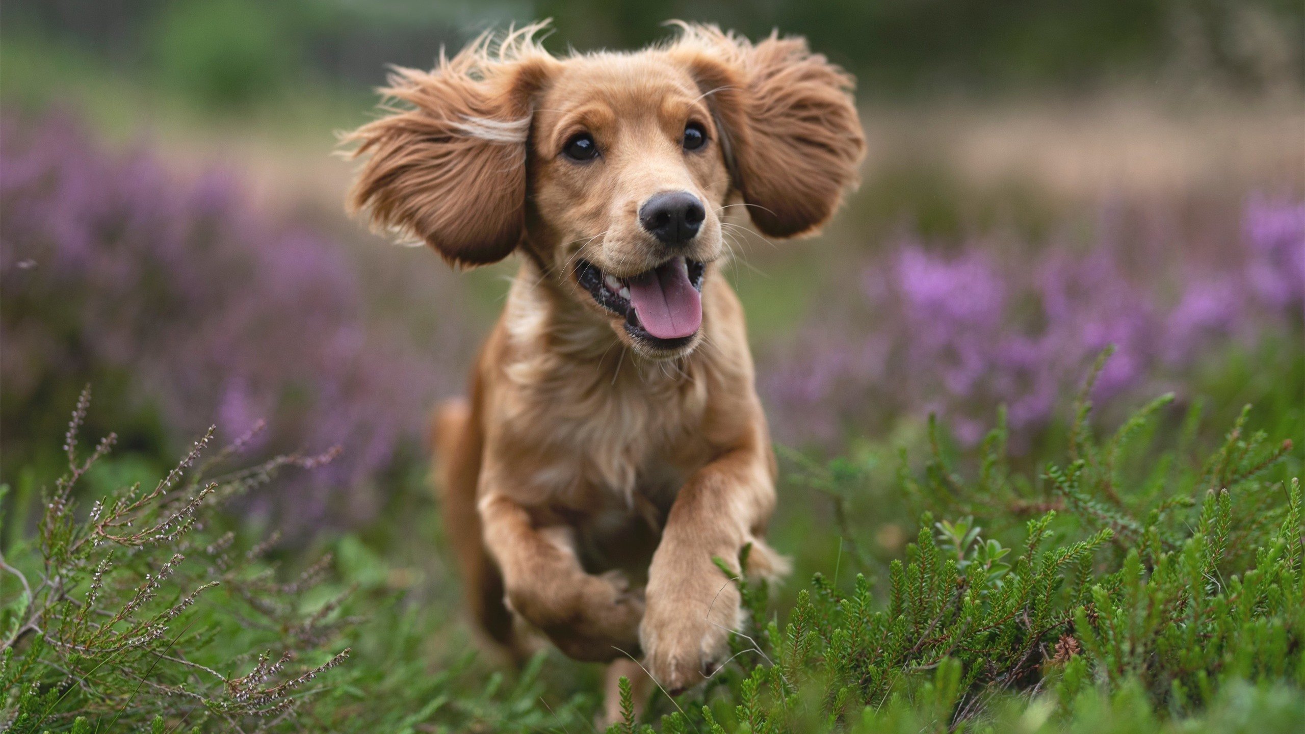 开云APP-库里定鼎乾坤，雄鹿洪流难掩致命一击