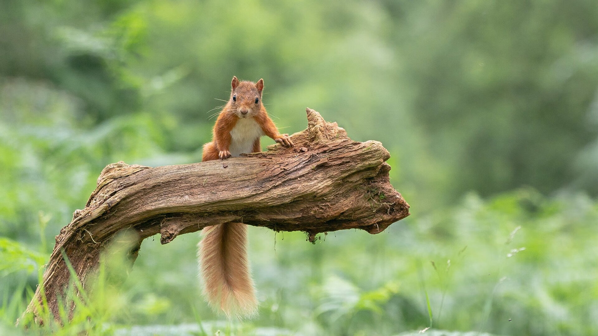 开云下载-舞台王者伦纳德，当火箭升空遭遇广厦壁垒，见证巨星定律的终极演绎