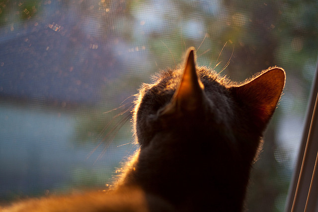 上海队淘汰凯尔特人，班凯罗如何成为改写东方与西方对话的关键先生？