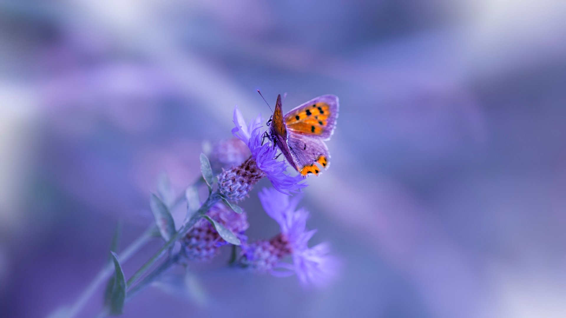 开云体育入口-东决之夜，鲍尔绝杀书写传奇