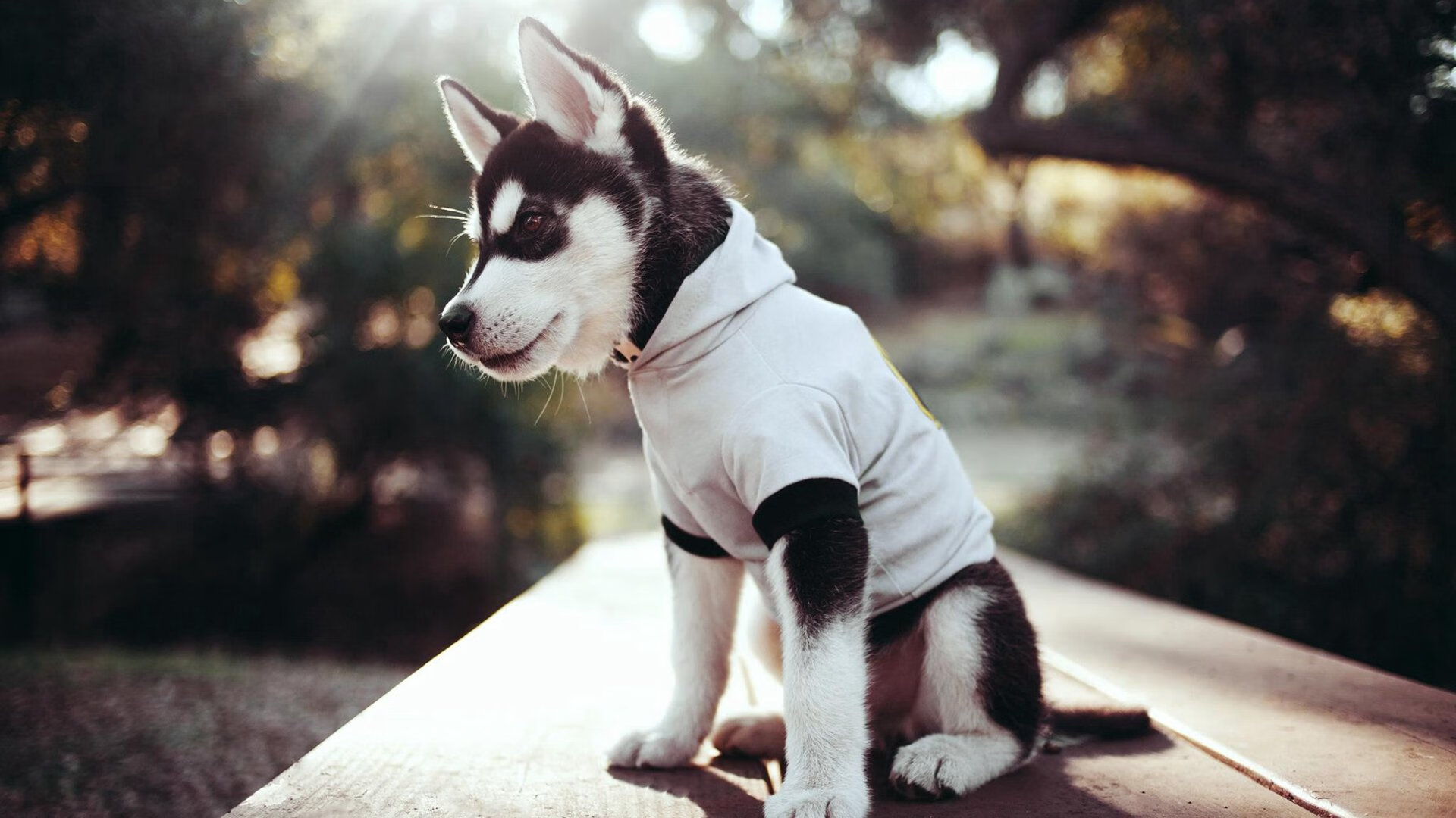 开云平台-德甲争冠战之夜与莫兰特惊艳四座，横跨大陆的终极盛宴