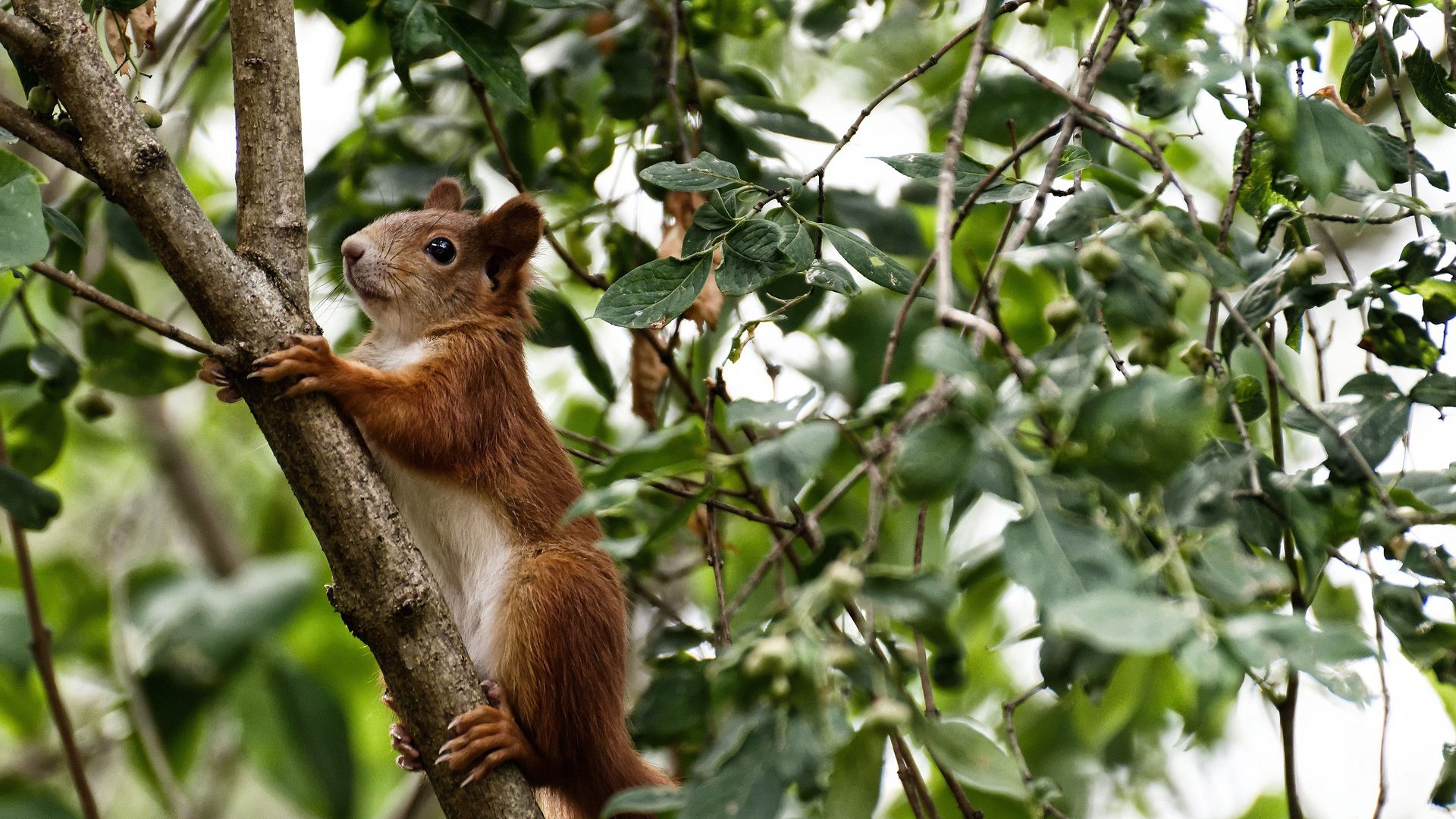 开云官网-从定时炸弹到定海神针，奥纳纳一夜逆袭，铸就土耳其钢铁防线