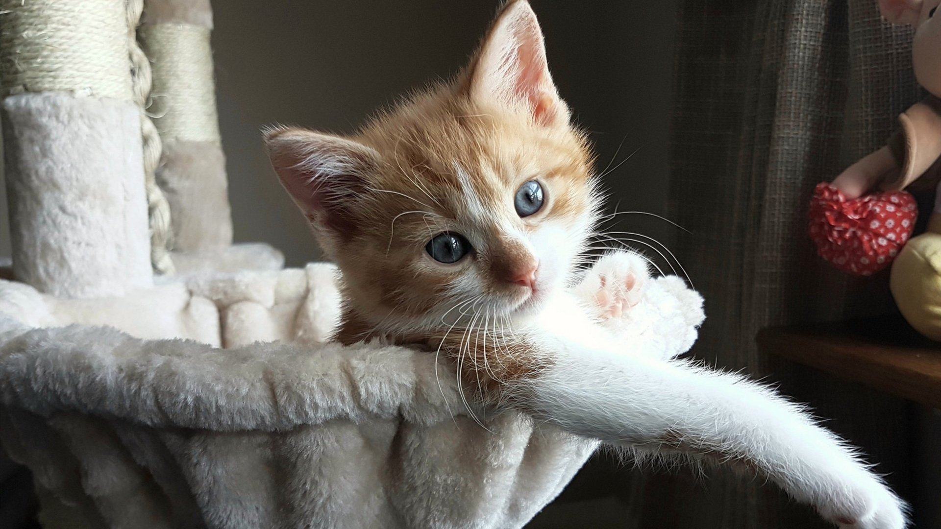 开云APP-夜速交响曲，F1揭幕战之夜与李刚仁的节奏掌控艺术